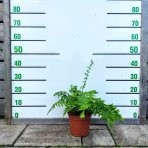 Stálozelená papraď samčia (Dryopteris Filix mas) - výška 15-25 cm ⌀ 25 cm, kont. C2L
